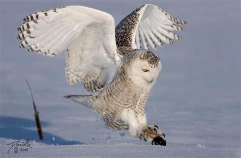 Snowy Owl Hunting Lemming