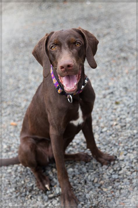 Shelter Dogs of Portland: "BYNIE CREEK" young Weimaraner/Lab mix