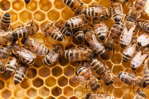 10 Fascinating Facts About Honey Bees