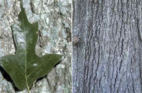 35 Types of Oak Trees with Their Bark and Leaves - Identification Guide