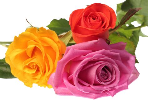 Banco de Imágenes Gratis: Rosas de colores para el 14 de febrero - San Valentín