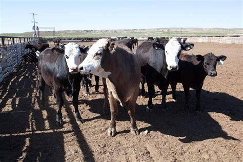 Free picture: cattle, ranch, farming, cows