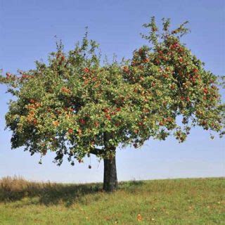 19 Best Apple Tree Varieties (with a Guide to Flowering Groups)