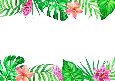 Hawaiian Flowers Borders Images – Browse 10,000 Stock Photos, Vectors ...