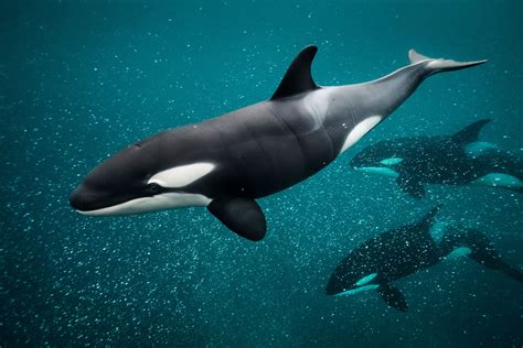 Killer Whale Vs Dolphin