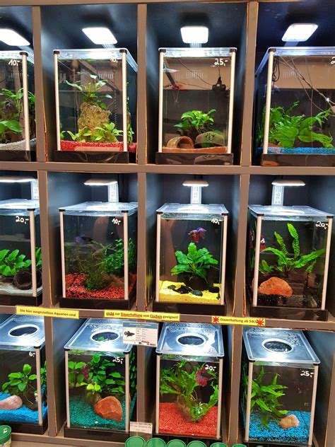 Reddit - Aquariums - My LFS' betta tanks. They are all planted with live plants and not sold if ...