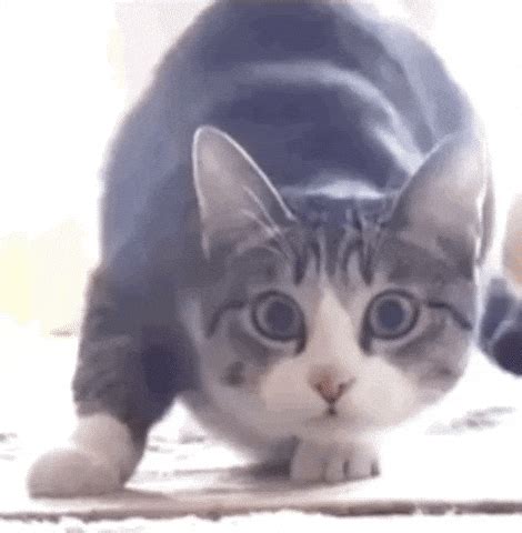 Cat Pounce GIFs - Find & Share on GIPHY