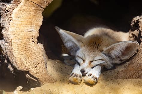 Premium Photo | Sleeping baby fennec fox or dessert fox. cute animal or ...