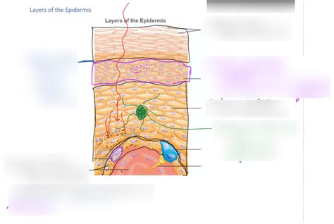 Layers of the Epidermis Diagram | Quizlet