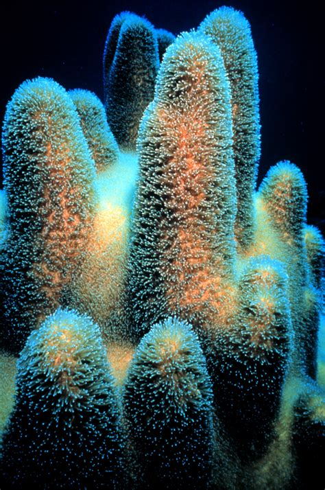 Pillar coral - Wikipedia