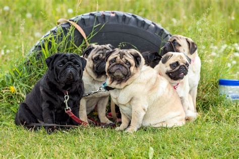 10 Common Pug Health Problems You Need to Be Aware of – PawPurity: All ...