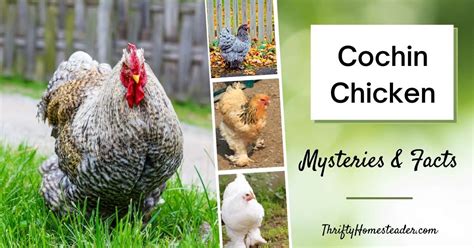 Cochin Chicken Mysteries and Facts