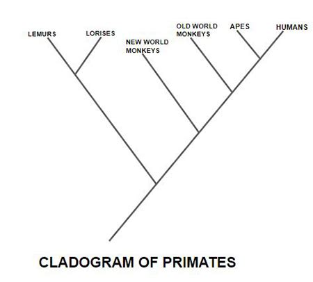 Cladogram | Definition, Parts & Examples - Lesson | Study.com