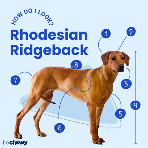 Rhodesian Ridgeback Breed: Characteristics & Care | BeChewy