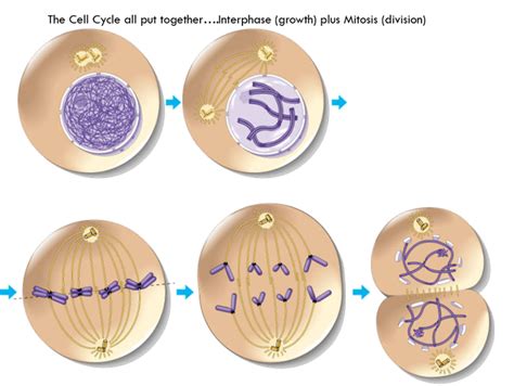 Identify Interphase and Mitosis Stages Diagram | Quizlet