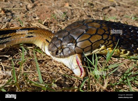 King cobra (Ophiophagus hannah) eating another snake, Thailand Stock Photo - Alamy