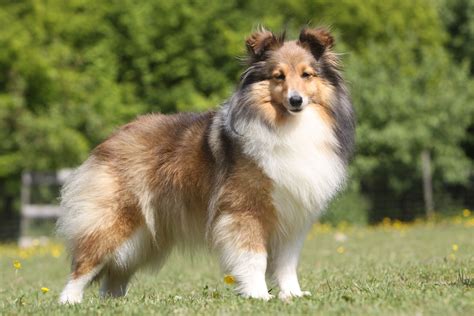 Shetland Sheepdog | Breed Info & Advice | zooplus Magazine