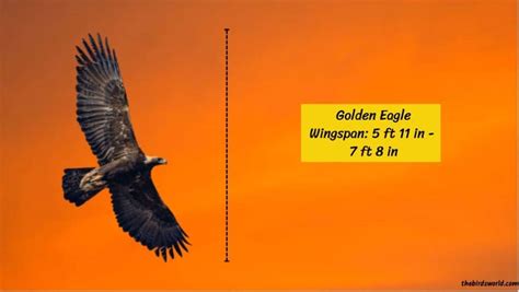 Golden Eagle Wingspan: How Big Is It Compared To Others?