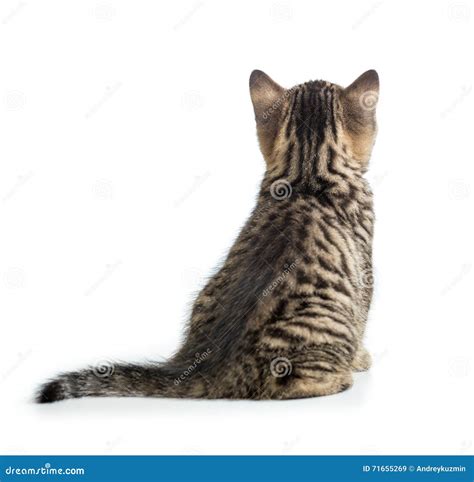 Cat Back View. Kitten Sitting Isolated on White. Stock Image - Image of back, brown: 71655269