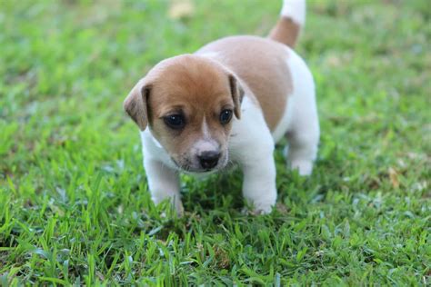 Jack Russell Terrier Puppies: Everything You Need to Know | The Dog People by Rover.com