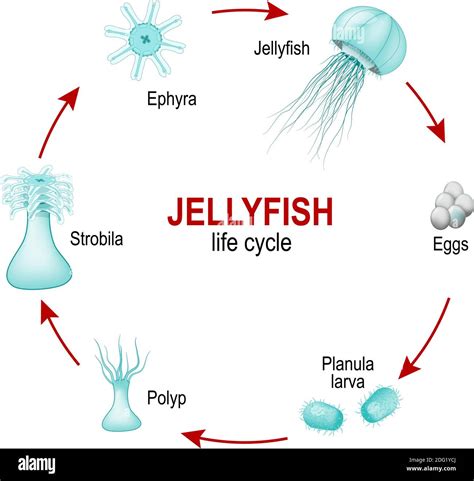 Anatomy The Moon Jellyfish