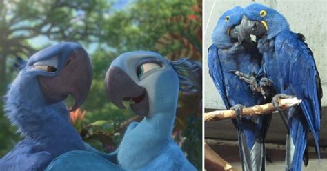 Blue Macaw parrot from the movie 'Rio' is now officially extinct