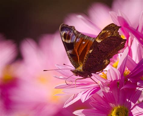 European peacock | European peacock (Aglais io) butterfly pe… | Flickr