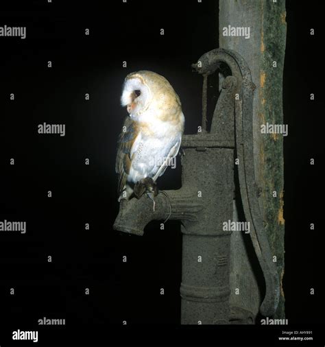 Barn Owl With Prey Stock Photo - Alamy