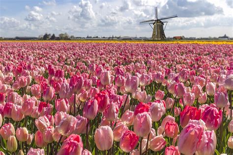 Where To Find Tulip Fields in The Netherlands: A Practical Guide