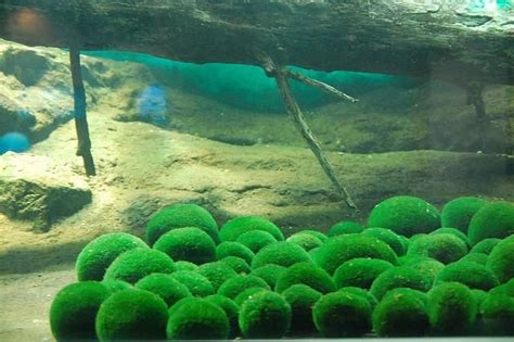 Marimo algae in Lake Akan. Home Garden Plants, Home And Garden, Northern Island, Plant Pot Diy ...