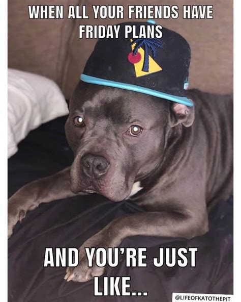 The Funniest Pitbull Memes - K9nerds.com