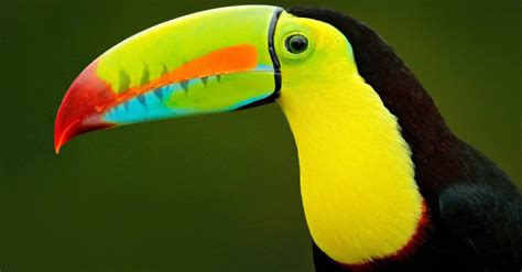 Keel Billed Toucan (Ramphastos Sulfuratus) | Incredible Facts | A-Z Animals