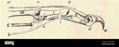 Cat Claw Anatomy. Cross section of cat claw. Vintage illustration Stock ...