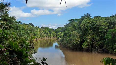 Shocking news: Researchers discover two new electric eel species swimming in the Amazon basin ...