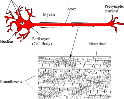 1 Illustration of a neuron (Top) and neurofilaments along with other... | Download Scientific ...