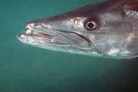 Barracuda-teeth – SeeStJohn.com