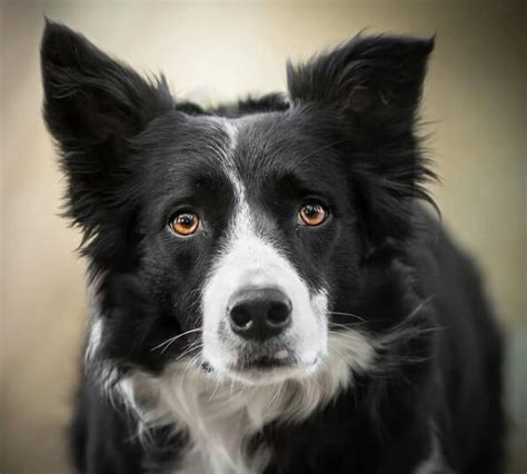 65+ Female Border Collie Names - The Dogman