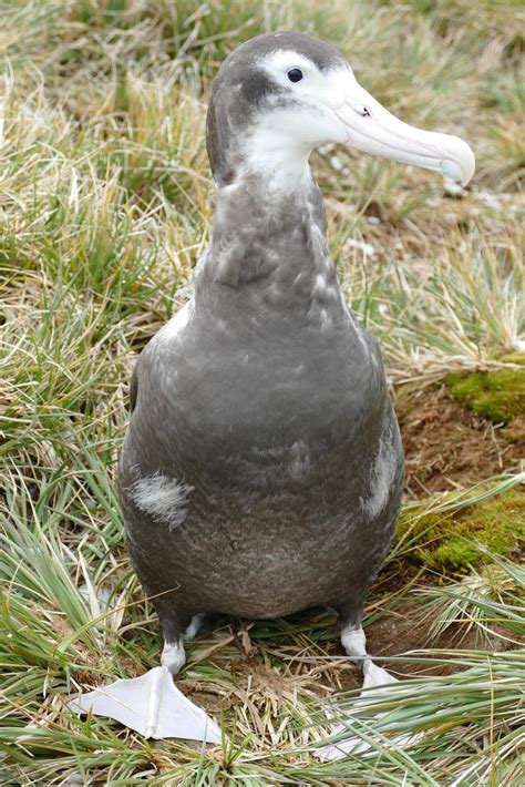 Remember The Razorbill: Wandering Albatross Breeding Season