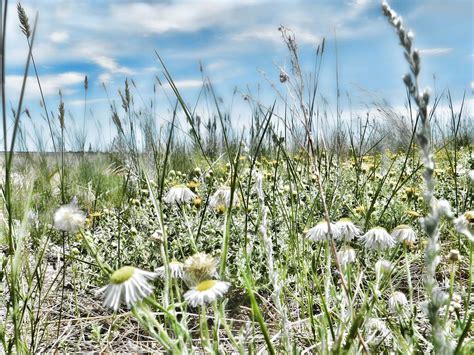 Prairie Flowers and grasses Photograph by Cathy Anderson - Fine Art America