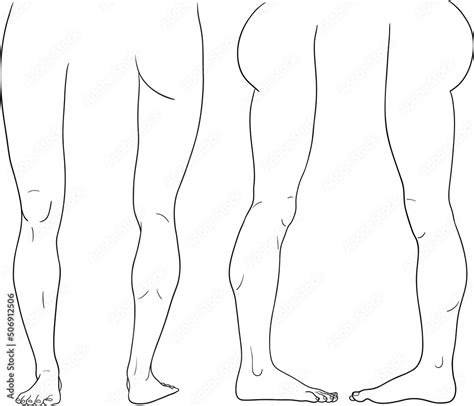 Human leg front back inner outer view vector illustration, male anatomy line art Stock Vector ...