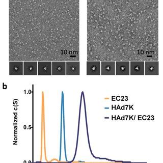 (a) Negative-staining electron microscopy analysis. Left: electron... | Download Scientific Diagram