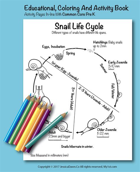 Snail Life Cycle, My1st.com Coloring Page, fun and educational. | Snail life cycle, Life cycle ...