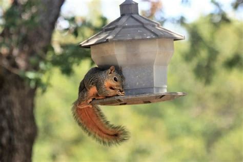 The Best Squirrel Proof Bird Feeders Poles (Top 4) - Bird Feeder Hub