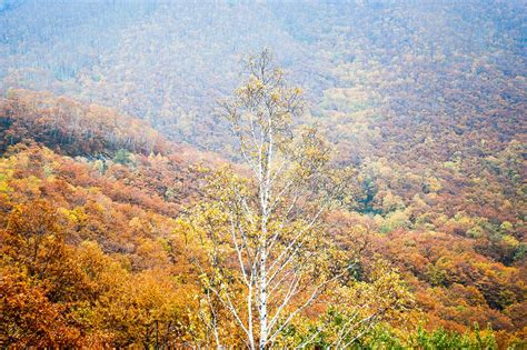 Autumn Leaves in Daisetsuzan National Park in Autumn, Hokkaido, Japan Stock Image - Image of ...