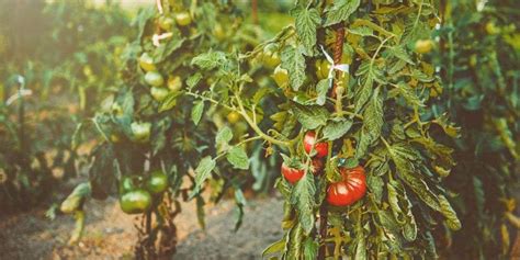 How to Use Neem Oil on Tomato Plants - The Homesteading RD