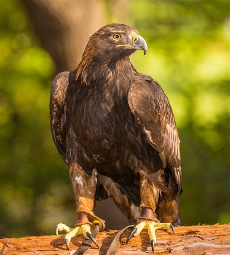 Golden Eagle - Lindsay Wildlife Experience