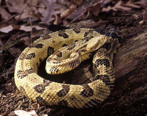 Timber Rattlesnake Facts and Pictures