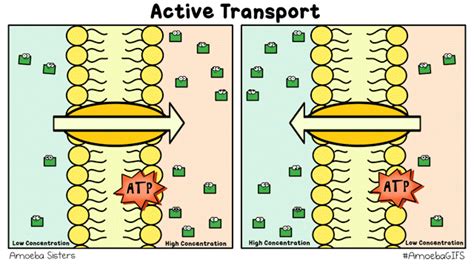 Membrane Transport - SCIENTIST CINDY