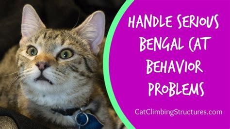 Humanely & Effectively Handle Serious Bengal Cat Behavior Problems | Cat Climbing Structures