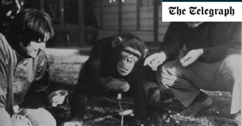 Allen Gardner, animal researcher who taught Washoe the chimpanzee sign language – obituary